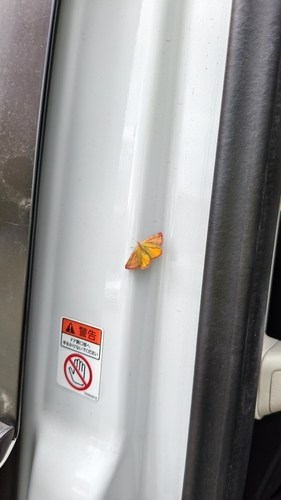 Purple-barred Yellow