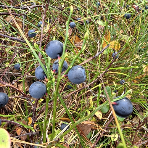 common bilberry
