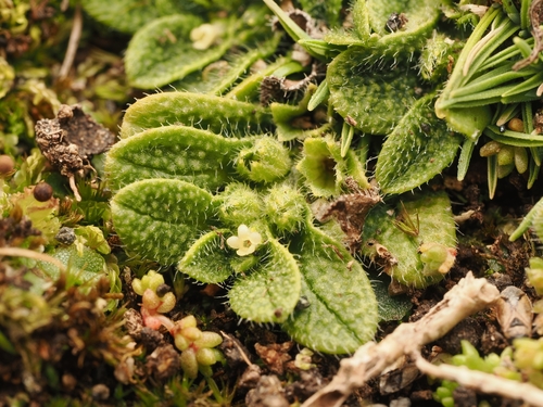 Myosotis brevis