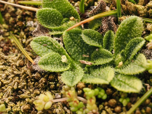 Myosotis brevis, photograph 1