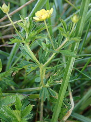 Potentilla erecta