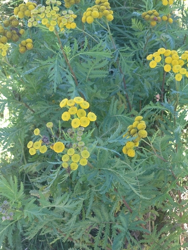 tansy