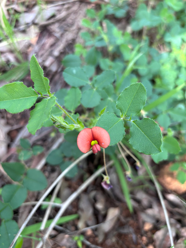 Kennedia stirlingii observed 2026-09-22