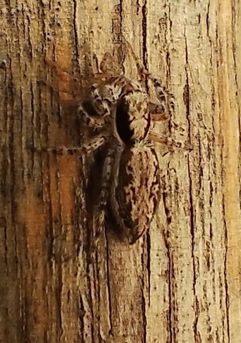 Gray Wall Jumping Spider