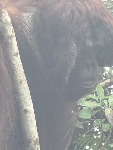 Northwest Bornean Orangutan