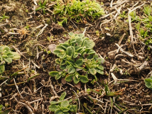 Myosotis brevis, photograph 2