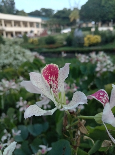 Bauhinia monandra observed 2026-09-22