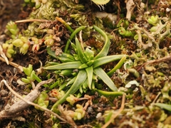 Colobanthus muelleri