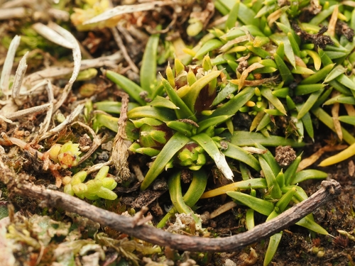 Colobanthus muelleri, photograph 1
