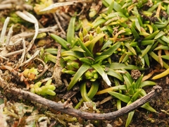 Colobanthus muelleri, photograph (c) Angus Campbell, some rights reserved (CC BY)