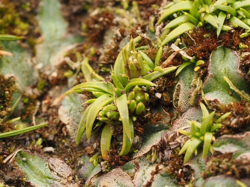 Colobanthus muelleri, photograph 2