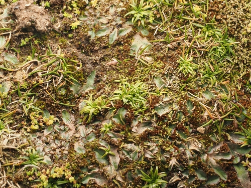 Colobanthus muelleri, photograph 3