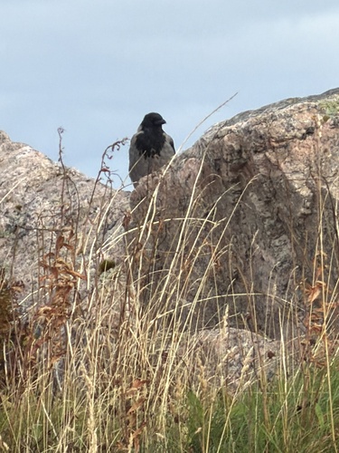 Hooded Crow