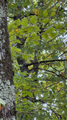 Eurasian Nuthatch