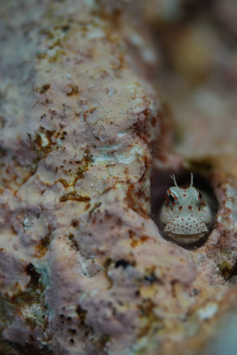 Blenniella chrysospilos observed 2026-09-20