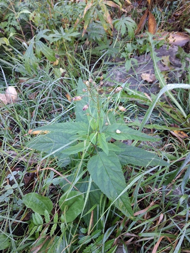 Common Figwort