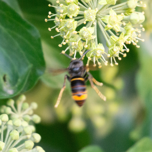 Yellow-legged Hornet