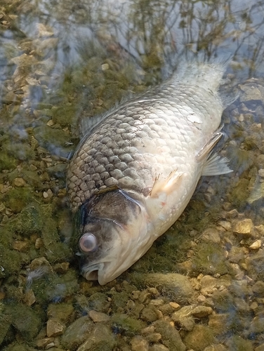 Prussian Carp