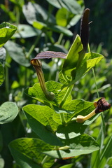Aristolochia rotunda