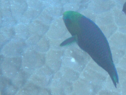 Scarus spinus observed 2026-09-22