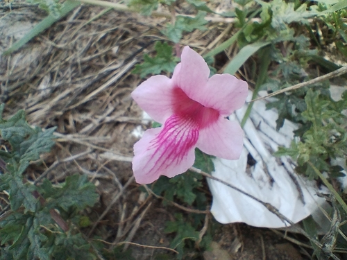 Savanna Devilthorn