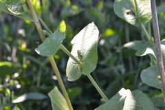 Aristolochia rotunda