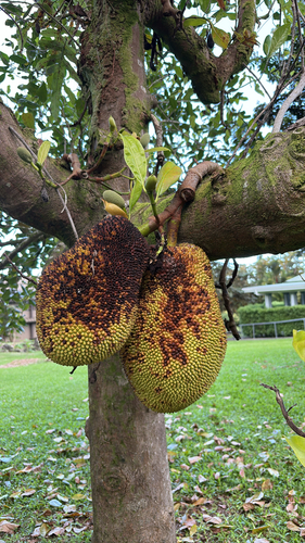 Artocarpus heterophyllus observed 2026-01-11