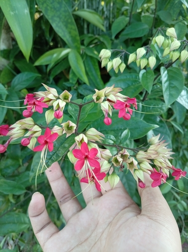 Clerodendrum thomsoniae observed 2026-09-22