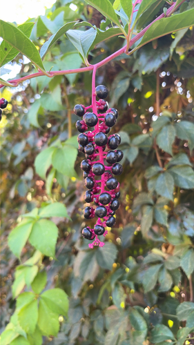 American pokeweed