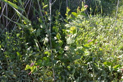 Aristolochia rotunda