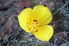 Calochortus aureus