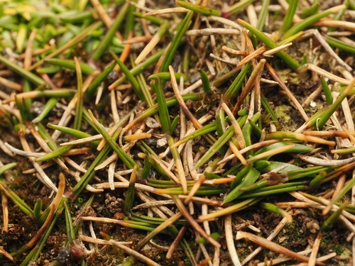 Zoysia minima