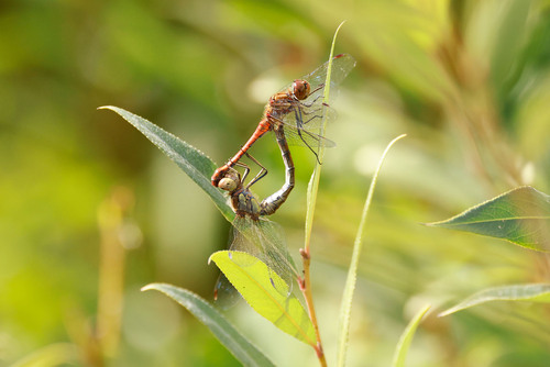 Common Darter