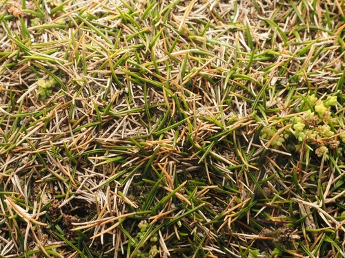 Zoysia minima, photograph 1