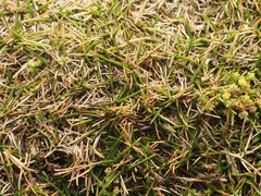 (c) Angus Campbell, some rights reserved (CC BY) Zoysia minima, photograph (c) Angus Campbell, some rights reserved (CC BY)
