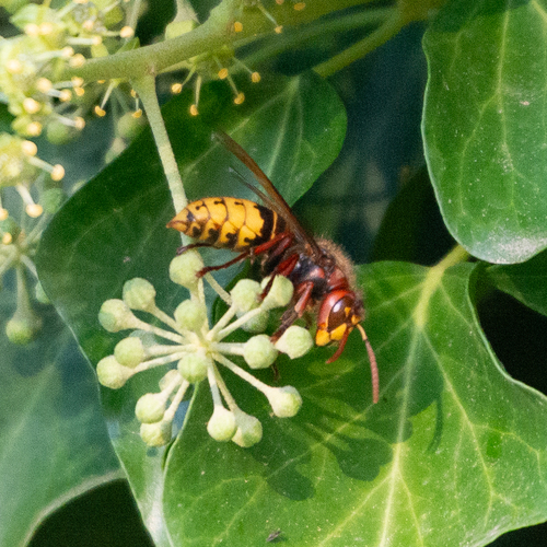 European Hornet