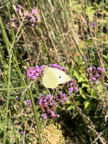 Large White