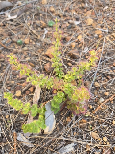 Drosera stolonifera