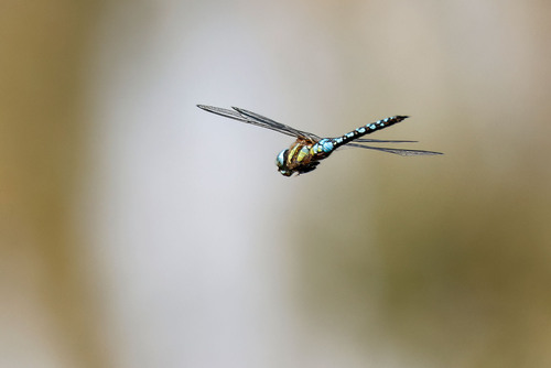Migrant Hawker
