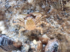 Petrocheles spinosus