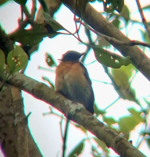 Cyornis rufigastra observed 2026-09-13