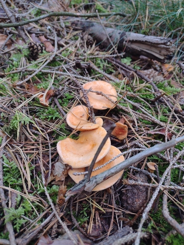 False Chanterelle