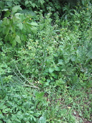 Thlaspi arvense