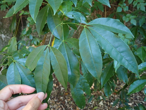 Melicope pteleifolia observed 2026-09-21