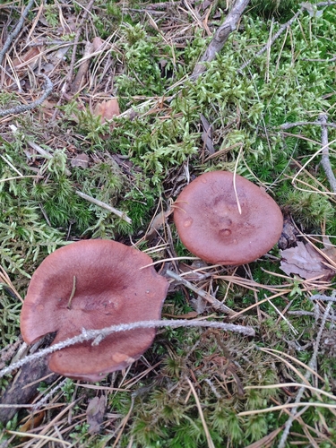 Rufous Milkcap