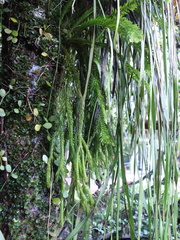 Phlegmariurus fordii