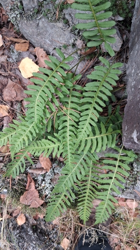 common polypody