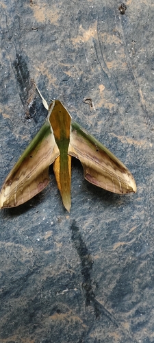 Yam Hawkmoth