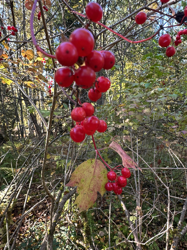 guelder-rose