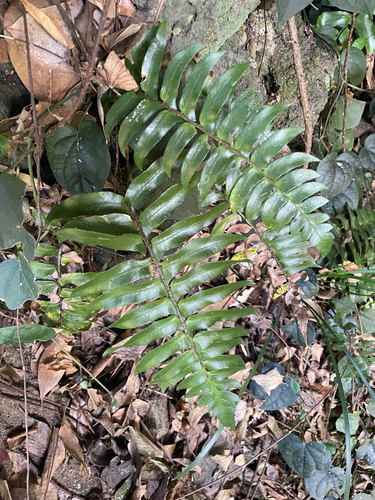 Whipcord Eyelash Fern